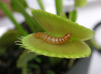 Un gusano a punto de ser atrapado en el interior de una planta carnívora.