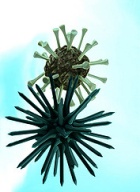 Representación de dos virus, como dos bolas con muchos apéndices a modo de pinchos por toda su superficie, de formas diferentes en cada uno de los virus.
